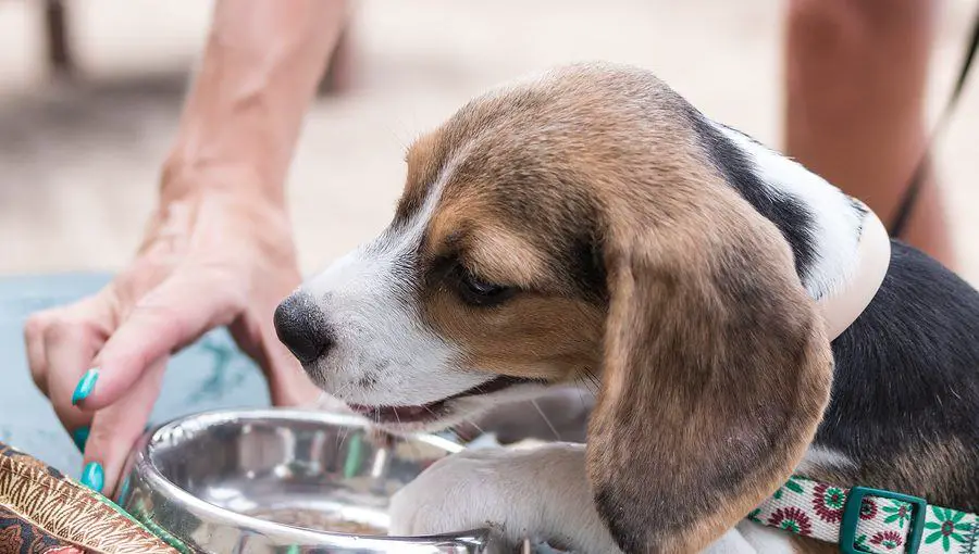 Trinkbrunnen für Hunde test