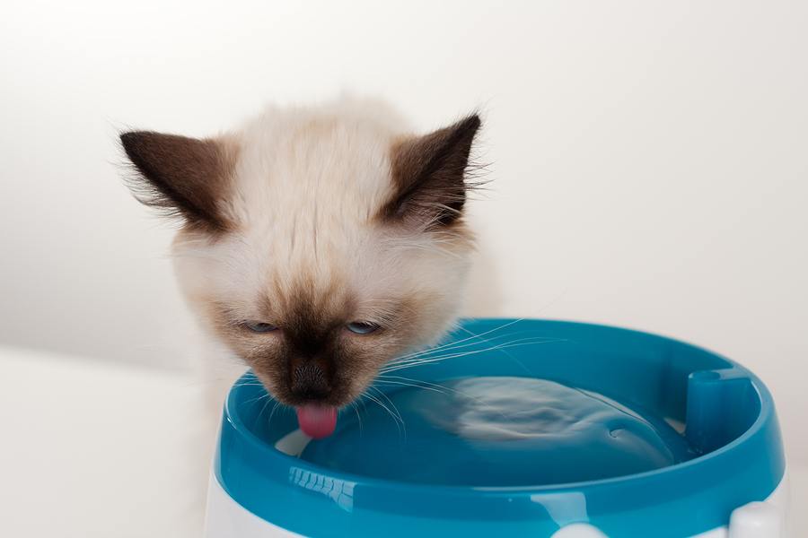 Trinkbrunnen für Katzen test